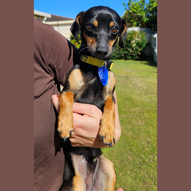 Photo of Louie  9 Month Old Chihuahua X Dachshund 