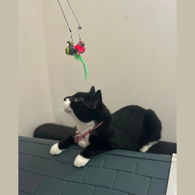 Photo of Daisy 