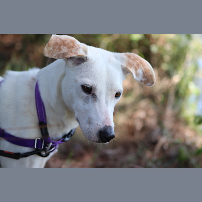 Photo of Lola