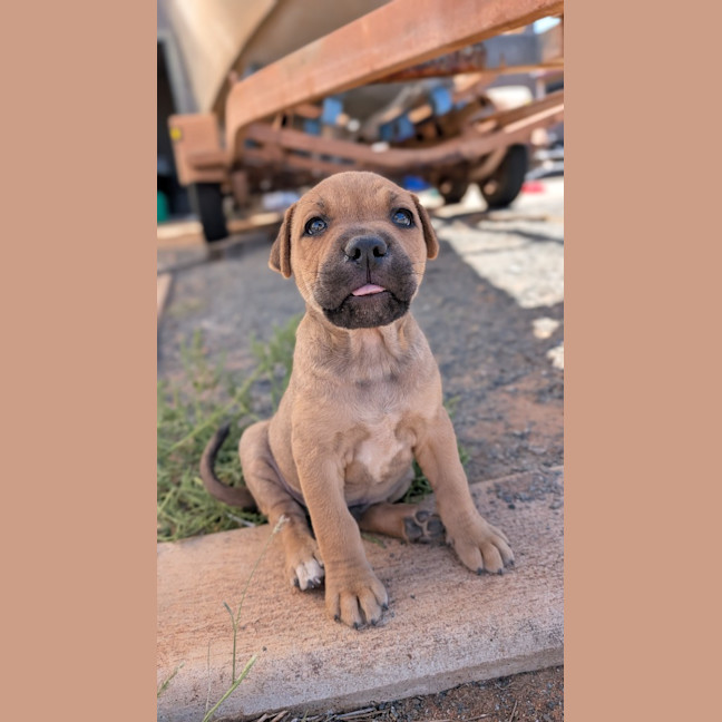 Photo of Dopey