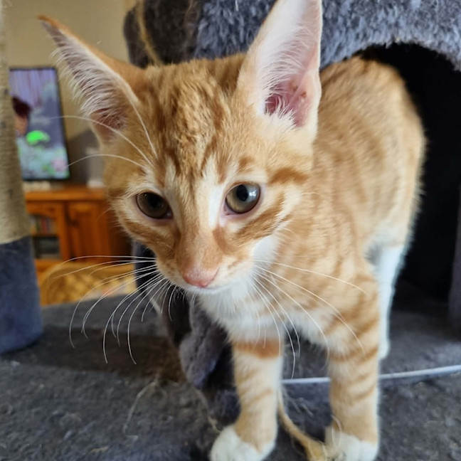 Photo of Oscar