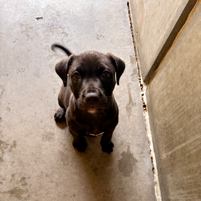 Photo of Fudge