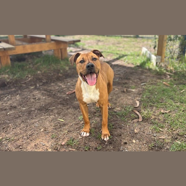 Photo of Indie