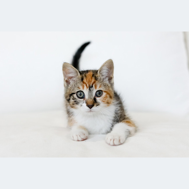 Photo of Rosie