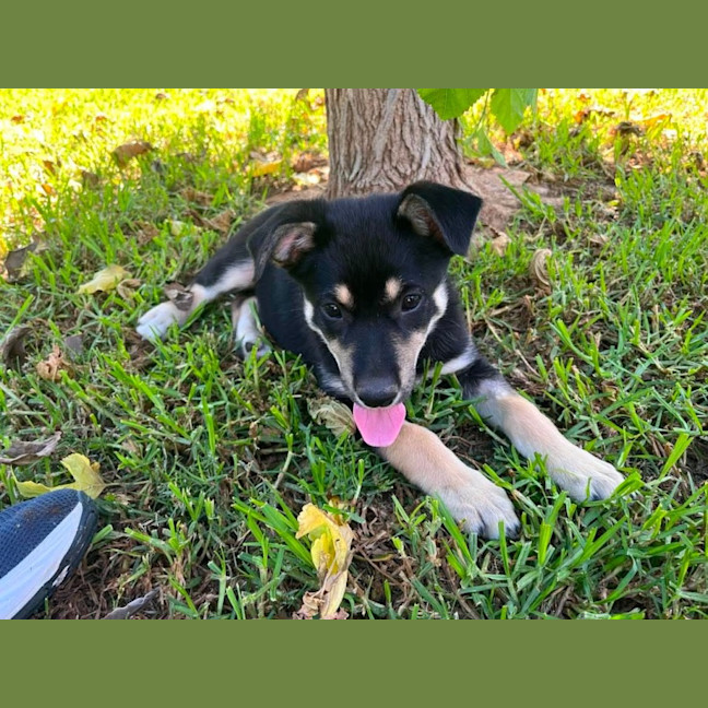 Photo of Dragonfruit 