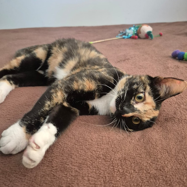 Photo of Elvie