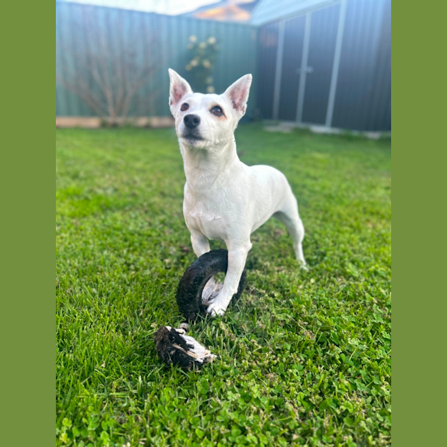 Photo of Koda