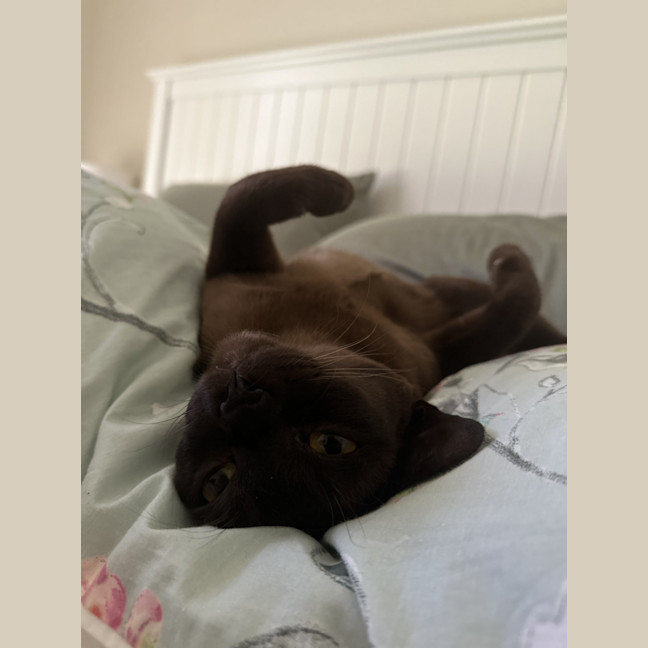Photo of Banjo