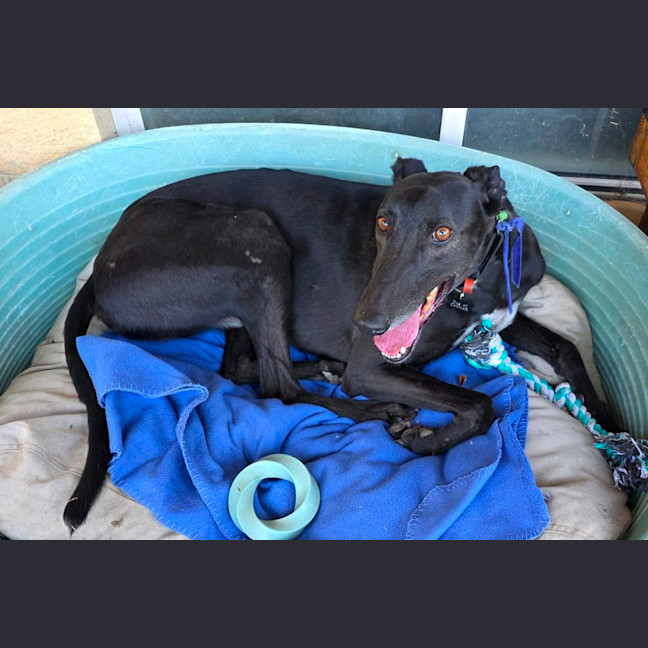 Photo of Sherlock