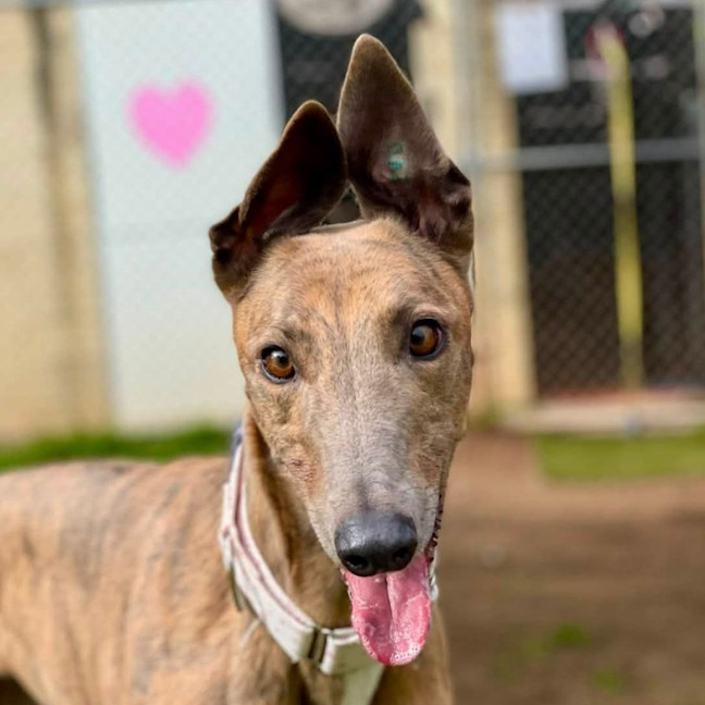Photo of Sesame The Greyhound