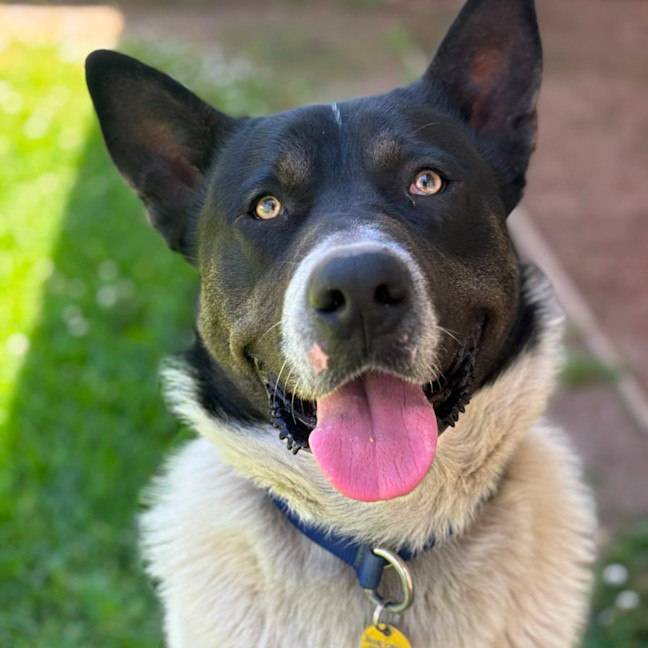 Photo of Ziggy
