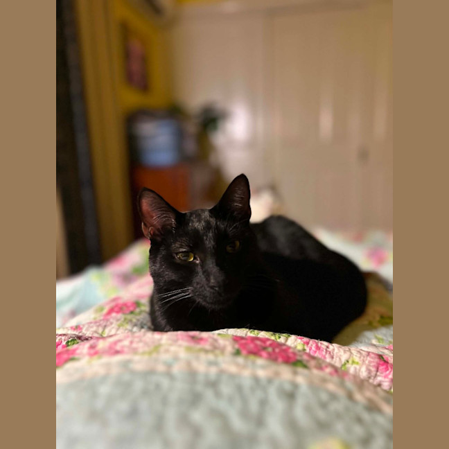 Photo of Gomez