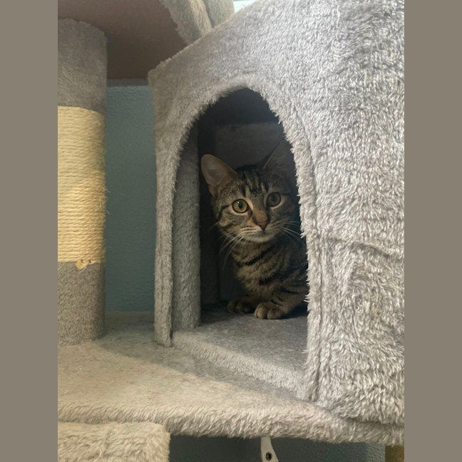 Photo of Dazzle