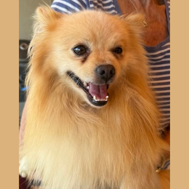Photo of Toby
