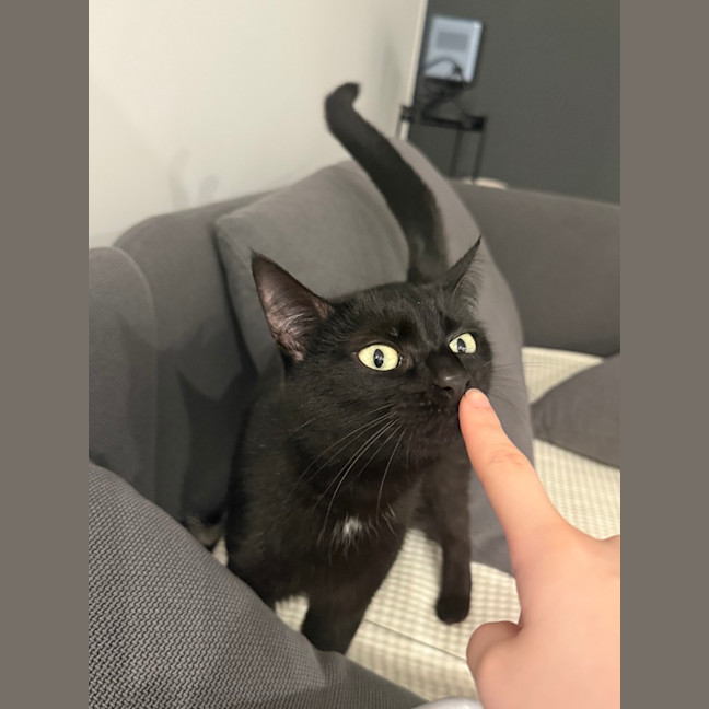 Photo of Pexie