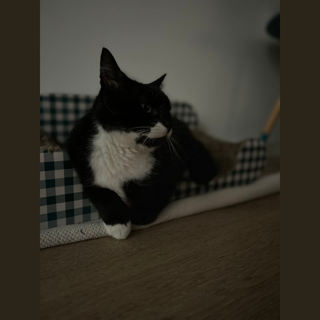 Photo of Big Best Baby Boy Bernard