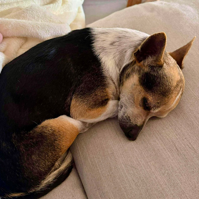 Photo of Little Lucky