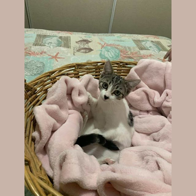 Photo of Patchy