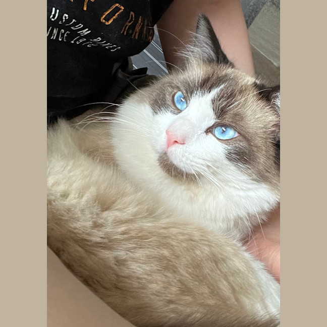 Photo of Bobo 
