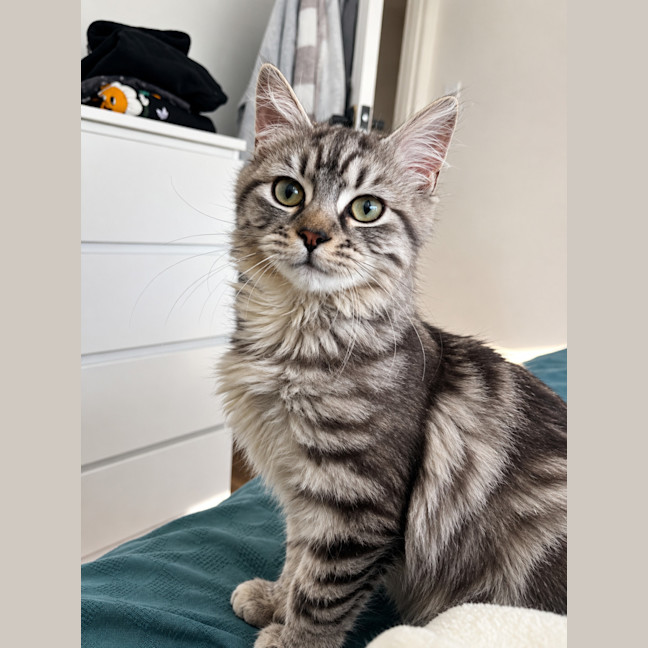Photo of Amber