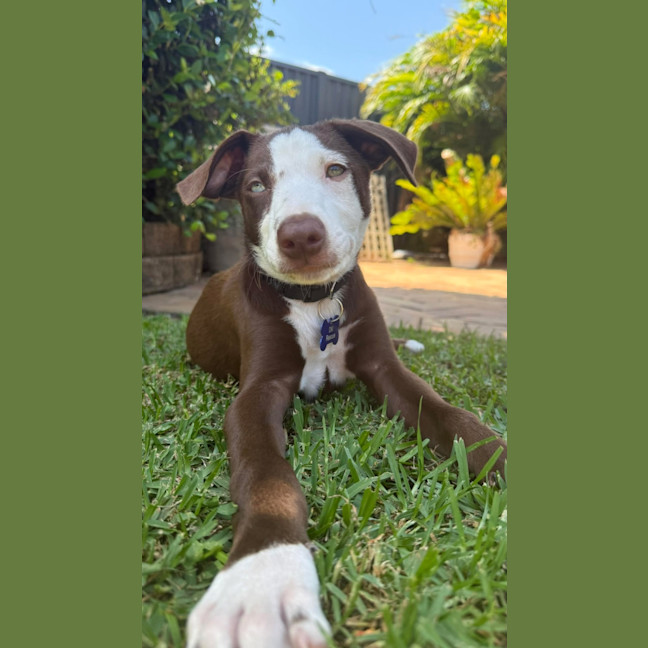 Photo of Bowie