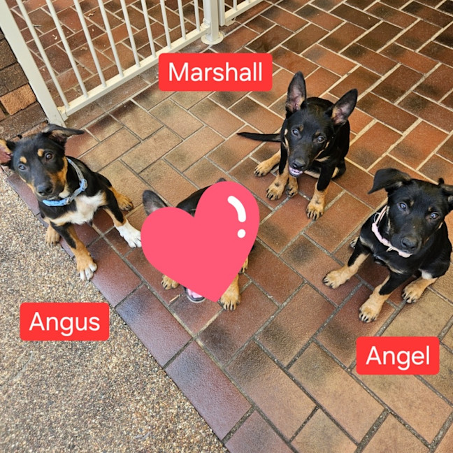 Photo of Angel