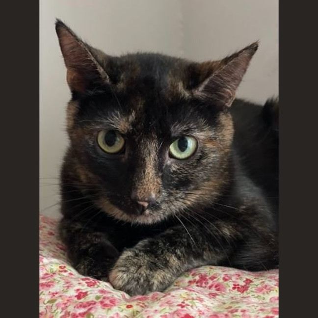 Photo of Pixie