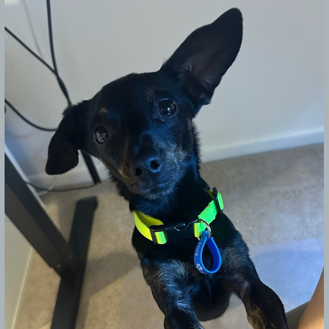 Photo of Louie