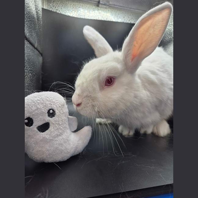Photo of Sookie Lala Larry
