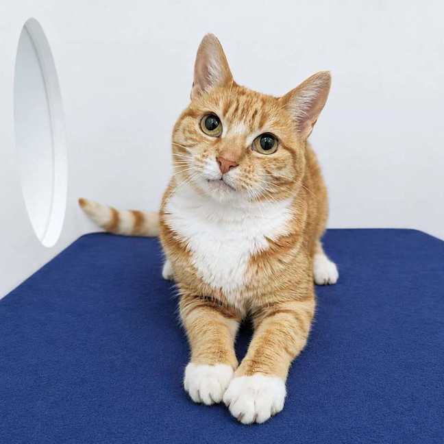 Photo of Goldie