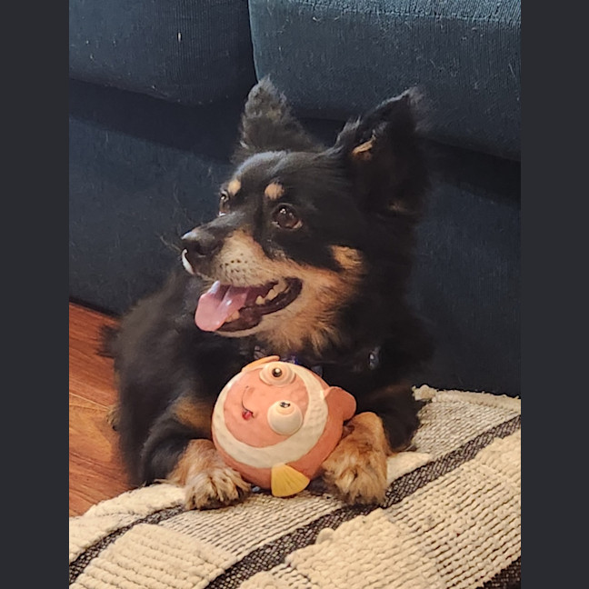 Photo of Elvis   7 Year Old Pomeranian X Chihuahua