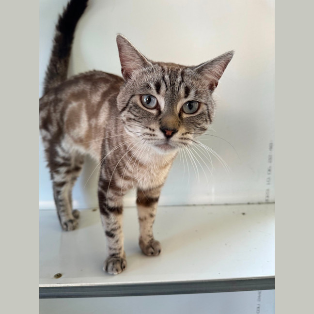 Photo of Jake The Bengal