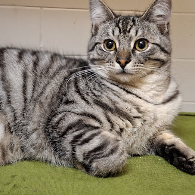 Photo of Tinsel
