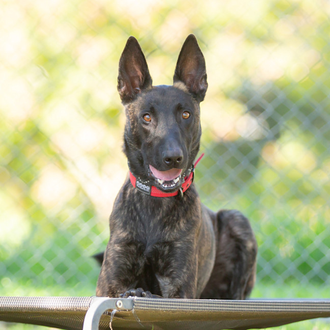 Photo of Koda