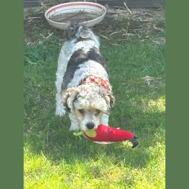 Photo of Bosley   5 Year Old Poodle