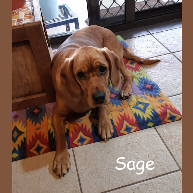 Photo of Sage