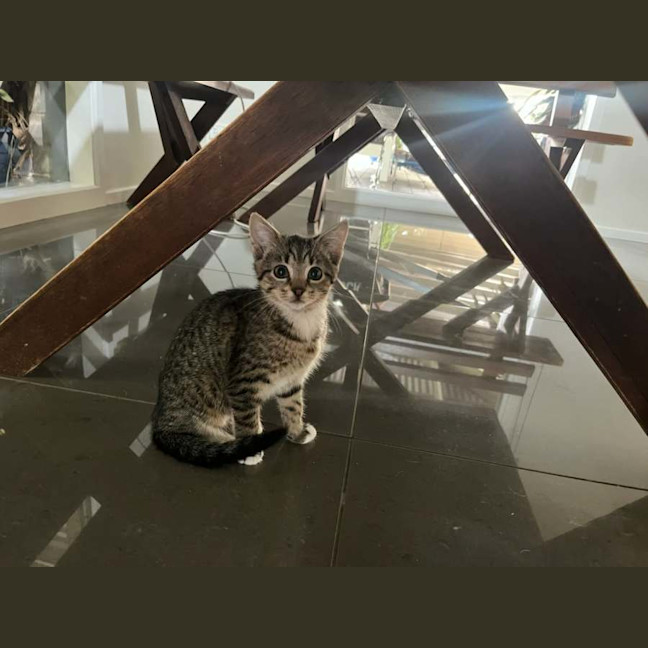 Photo of Lily Meet Me@Petstock Chelsea Store 