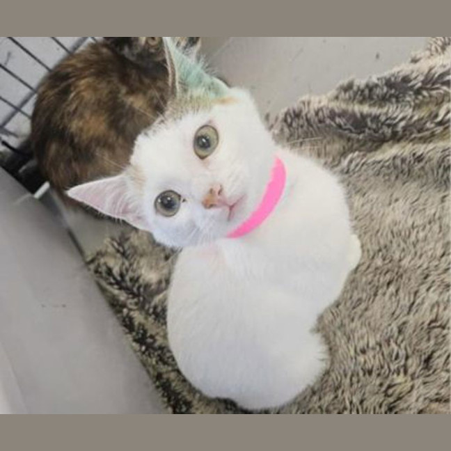 Photo of Kiki
