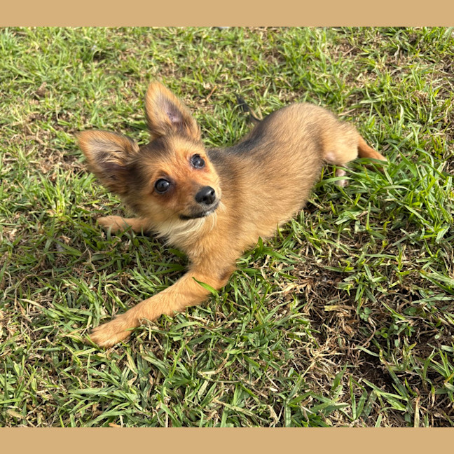 Photo of Ruby