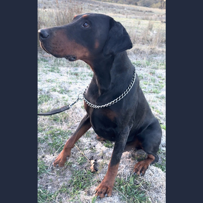 Photo of Mr B Von Dobermann