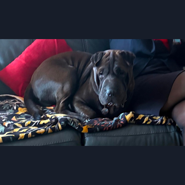 Photo of Obi