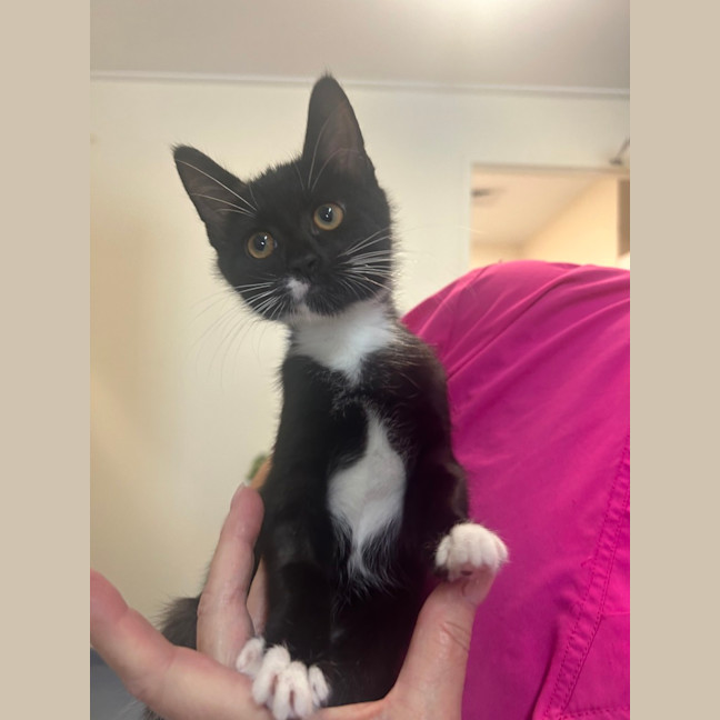 Photo of Sox