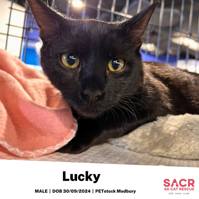 Photo of Lucky