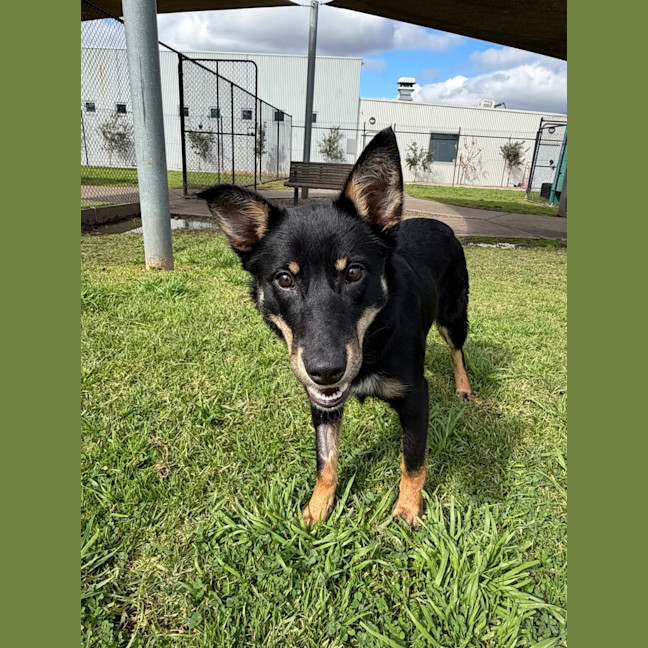 Photo of Bindi