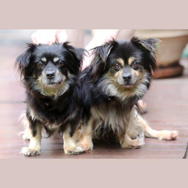 Photo of Kimchi And Kizha Newhaven