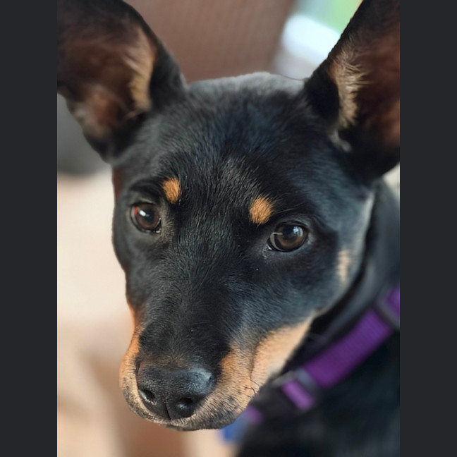 Photo of Kylo   15 Week Old Kelpie