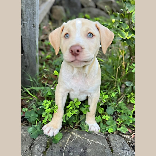 Photo of King George 