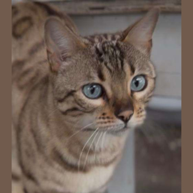 Photo of Pippi