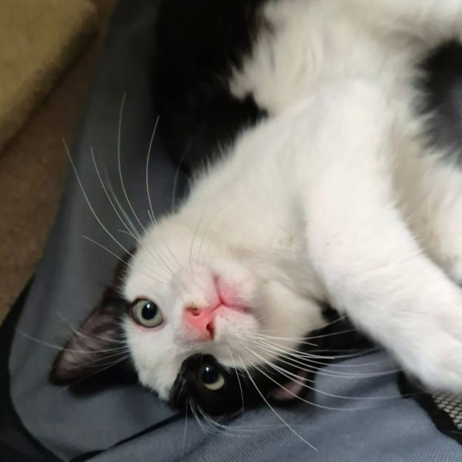 Photo of Mako