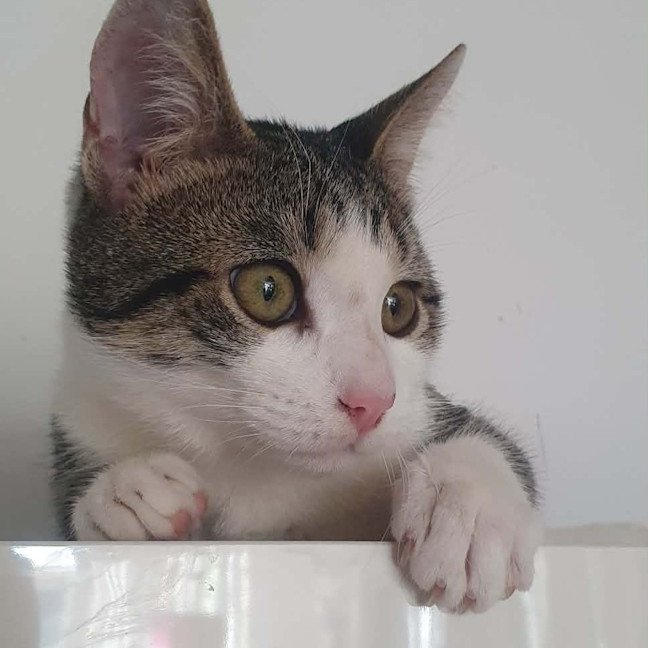 Photo of Mouse